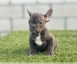 Small Photo #4 French Bulldog Puppy For Sale in STUDIO CITY, CA, USA
