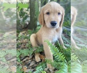 Golden Retriever Puppy for sale in JACKSONVILLE, FL, USA