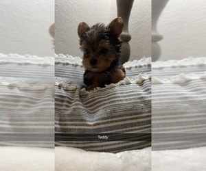 Yorkshire Terrier Puppy for sale in VICTORVILLE, CA, USA