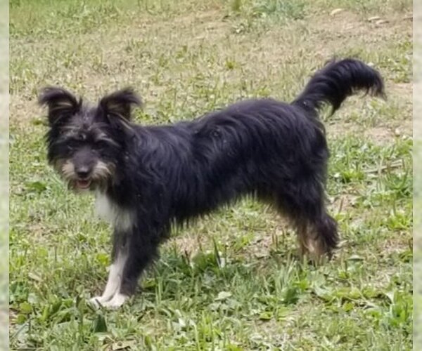 Medium Photo #2 Mutt Puppy For Sale in Cuba, NY, USA