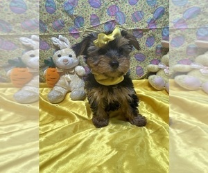 Yorkshire Terrier Puppy for sale in LANCASTER, MO, USA