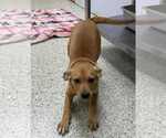 Small #3 Boxer Mix