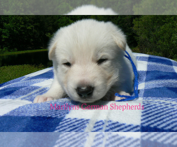 Medium Photo #3 German Shepherd Dog Puppy For Sale in PIEDMONT, MO, USA