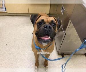 Boxer Dogs for adoption in Riverside, CA, USA