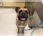 Small Boxer