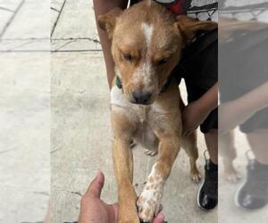Mutt Dogs for adoption in San Antonio, TX, USA