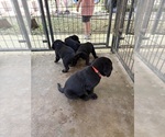 Small #18 Labrador Retriever