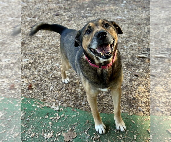 Medium Photo #2 Mutt Puppy For Sale in Clarkesville, GA, USA