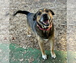 Small Photo #2 Mutt Puppy For Sale in Clarkesville, GA, USA