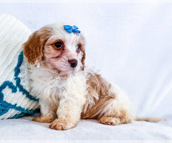 Medium Photo #12 Cavapoo (Miniature) Puppy For Sale in WAKARUSA, IN, USA
