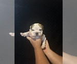 Small Photo #4 Bulldog Puppy For Sale in FOUNTAIN RUN, KY, USA