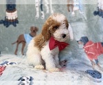 Small #6 Poodle (Miniature)