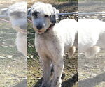 Small #2 Poodle (Standard) Mix