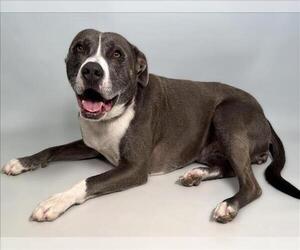American Pit Bull Terrier Dogs for adoption in Fort Collins, CO, USA