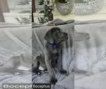 Small #1 Cane Corso