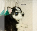 Small Photo #26 Siberian Husky Puppy For Sale in WASHBURN, WI, USA