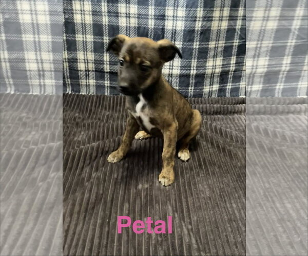 Medium Photo #1 Mutt Puppy For Sale in Topeka, KS, USA