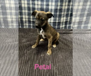 Mutt Dogs for adoption in Topeka, KS, USA