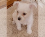 Small Photo #2 West Highland White Terrier Puppy For Sale in HAM LAKE, MN, USA