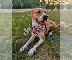 Small #16 American Pit Bull Terrier Mix