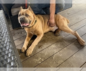 Father of the Cane Corso puppies born on 04/09/2026