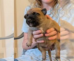 Small #3 Mutt