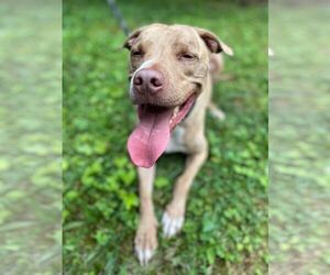 Levi - Male Mutt Dog for Adoption - Photo #6