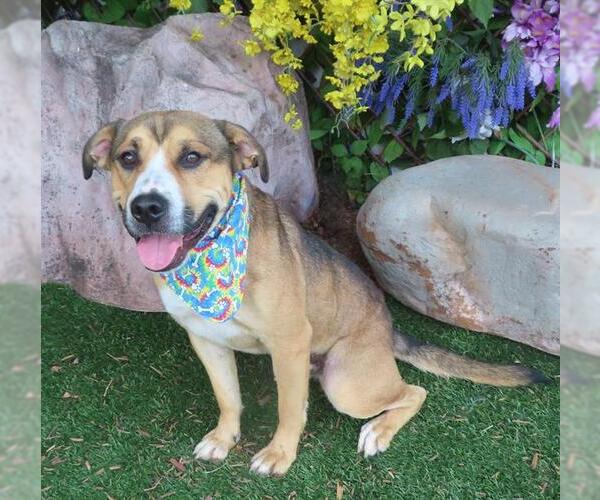 Medium Photo #1 Mutt Puppy For Sale in Oklahoma City, OK, USA