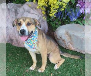 Mutt Dogs for adoption in Oklahoma City, OK, USA