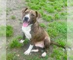 Small #1 American Pit Bull Terrier Mix