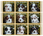 Small Photo #2 Australian Shepherd Puppy For Sale in NEW MADISON, OH, USA