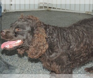 Mother of the Boykin Spaniel puppies born on 05/24/2023