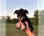 Small Photo #3 Schnauzer (Miniature) Puppy For Sale in ROLLA, MO, USA