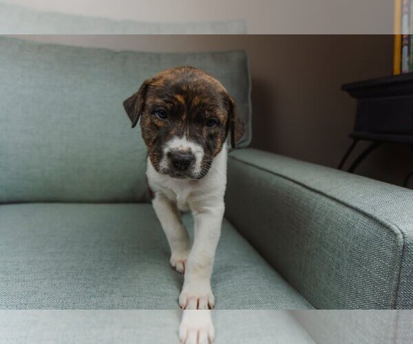 Medium Photo #3 Bullboxer Pit Puppy For Sale in OKLAHOMA CITY, OK, USA