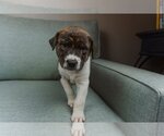 Small Photo #3 Bullboxer Pit Puppy For Sale in OKLAHOMA CITY, OK, USA