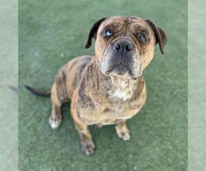Medium Boxer