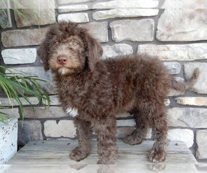 Miniature Labradoodle Puppy for sale in MILLERSBURG, OH, USA