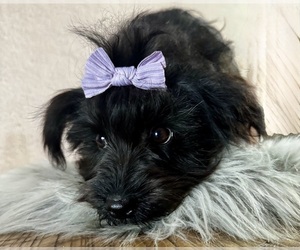 YorkiePoo Puppy for sale in NAPPANEE, IN, USA