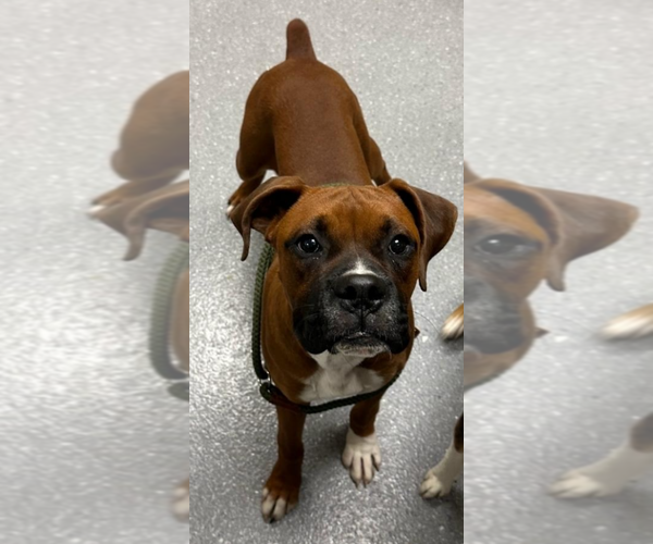 Medium Photo #5 Boxer Puppy For Sale in Burnsville, MN, USA