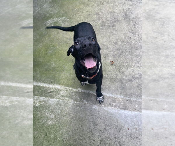 Medium Photo #2 Mutt Puppy For Sale in Elmsford, NY, USA