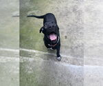 Small #1 Mutt