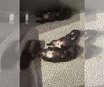 Puppy Agnes French Bulldog