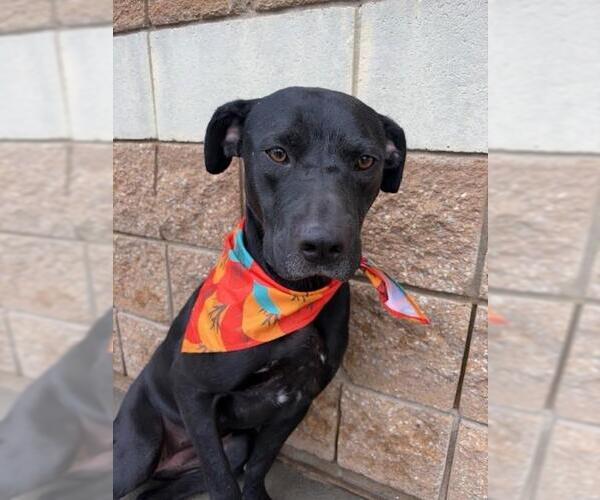 Medium Photo #1 Labrador Retriever-Unknown Mix Puppy For Sale in Tulsa, OK, USA