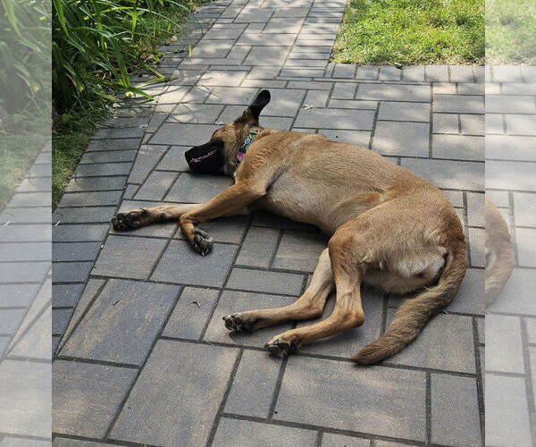 Medium Photo #8 German Shepherd Dog-Unknown Mix Puppy For Sale in Brooklyn Center, MN, USA