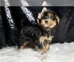 Small #3 Morkie