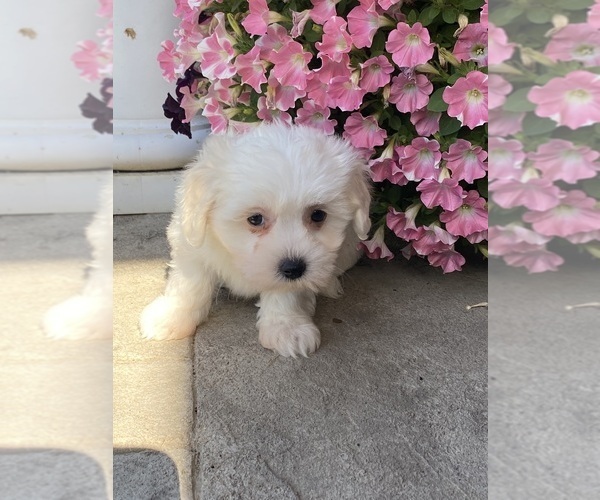 Medium Photo #1 Coton de Tulear Puppy For Sale in CANOGA, NY, USA