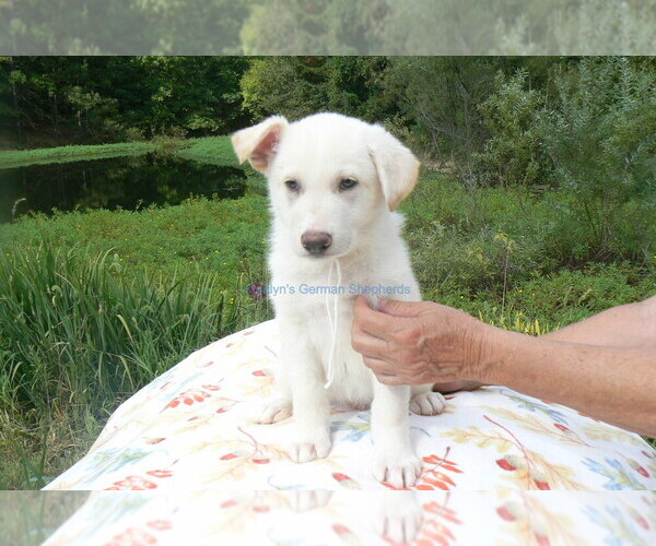 Medium Photo #8 German Shepherd Dog Puppy For Sale in PIEDMONT, MO, USA