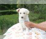 Small #7 German Shepherd Dog