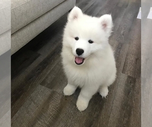 Samoyed Puppy for sale in LACEY, WA, USA