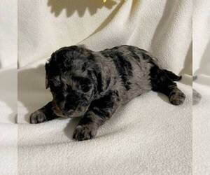 Goldendoodle-Poodle (Miniature) Mix Puppy for sale in FT PLAIN, NY, USA